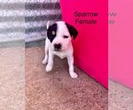 Small #1 Retriever  Mix