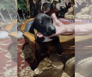 Great Dane Puppy for sale in TULSA, OK, USA