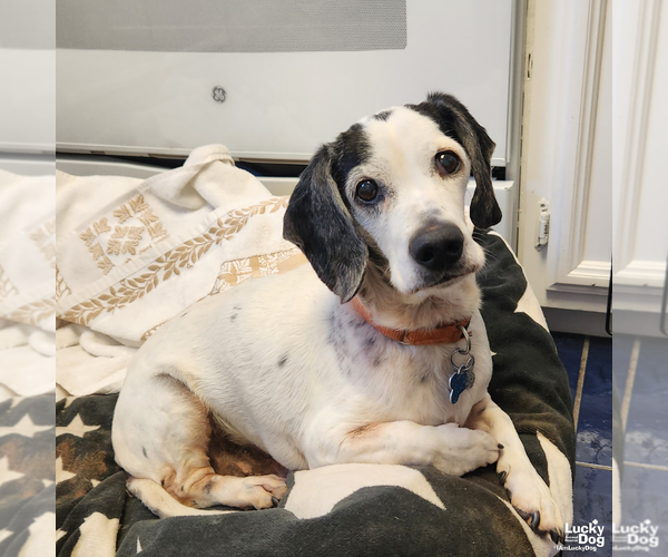 Medium Photo #5 Beagle-Unknown Mix Puppy For Sale in Washington, DC, USA