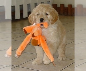 Goldendoodle Puppy for sale in GLENDALE, CA, USA