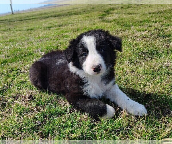 Medium Photo #20 Border Collie Puppy For Sale in NORBORNE, MO, USA