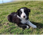 Small #19 Border Collie