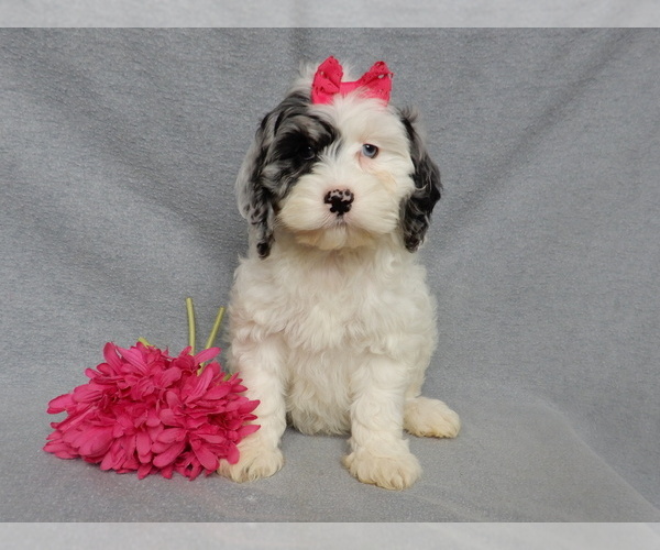 Medium Photo #6 Cockapoo (Miniature) Puppy For Sale in WOOSTER, OH, USA