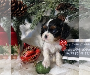 Cavalier King Charles Spaniel Puppy for sale in ABILENE, TX, USA