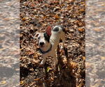 Small #11 American Staffordshire Terrier-Labrador Retriever Mix