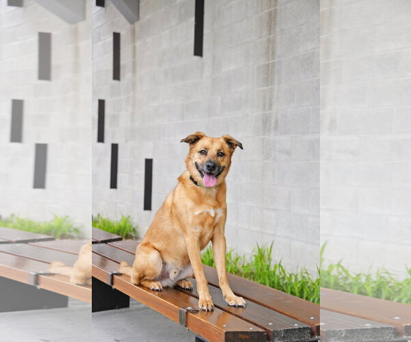 Medium Photo #14 Mutt Puppy For Sale in Sandy, UT, USA