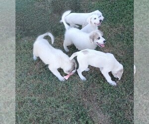 Great Pyrenees Puppy for sale in SMITHVILLE, TX, USA