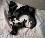 Small #1 Brussels Griffon
