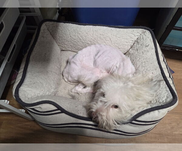 Medium Photo #2 Poodle (Miniature)-Unknown Mix Puppy For Sale in Spring, TX, USA