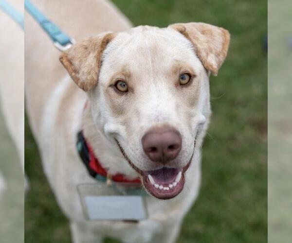 Medium Photo #5 Labrador Retriever-Unknown Mix Puppy For Sale in San Diego, CA, USA