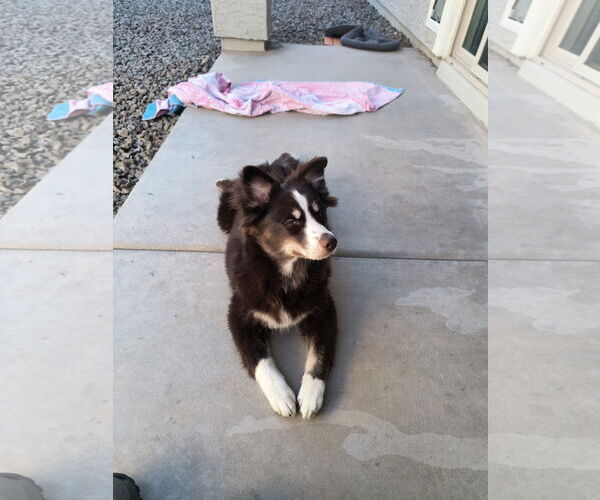 Medium Photo #1 Pomsky Puppy For Sale in Phoenix, AZ, USA