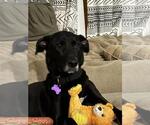 Small #1 Labrador Retriever