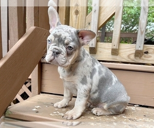 French Bulldog Puppy for sale in BOSTON, MA, USA