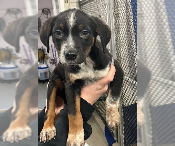 Medium Photo #1 Labrador Retriever-Unknown Mix Puppy For Sale in Sterling, MA, USA