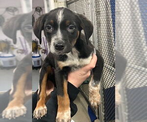 Labrador Retriever-Unknown Mix Dogs for adoption in Sterling, MA, USA