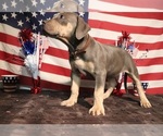 Puppy Puppy 3 Black American Bully