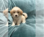 Small #1 Australian Retriever