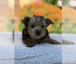Small #5 Yorkshire Terrier
