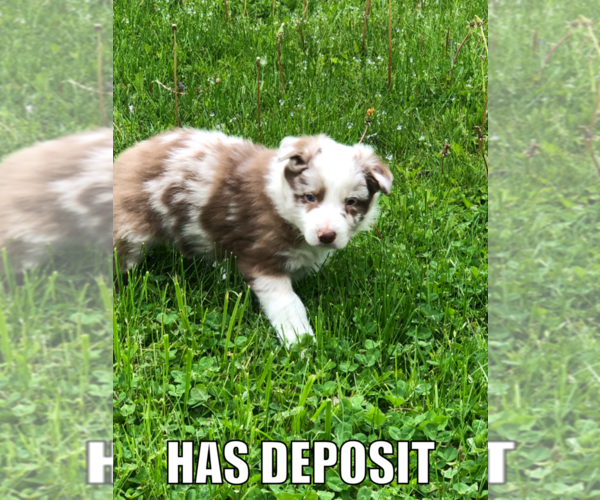 Medium Photo #2 Border Collie Puppy For Sale in JEFFERSON, OH, USA