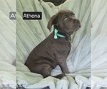 Small #5 Cane Corso