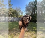 Small Photo #5 Schnauzer (Miniature) Puppy For Sale in HOUSTON, TX, USA