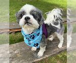 Small #1 Shih Tzu