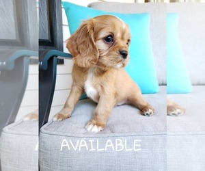 Cavalier King Charles Spaniel Puppy for sale in MEMPHIS, NY, USA
