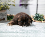 Small Photo #13 Shorkie Tzu Puppy For Sale in BERNE, IN, USA