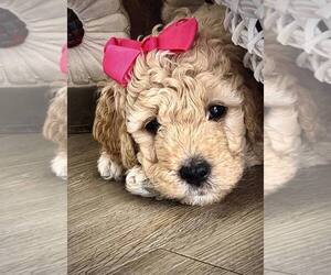 Goldendoodle-Sheepadoodle Mix Puppy for sale in ROCKY MOUNT, NC, USA