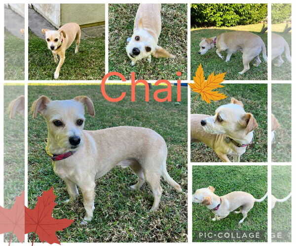 Medium Photo #2 Cairn Terrier Puppy For Sale in Menifee, CA, USA