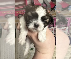 ShihPoo Puppy for sale in WOODLEAF, NC, USA