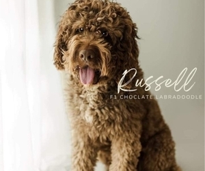 Father of the Labradoodle puppies born on 04/22/2025