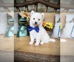Small Photo #20 Pomsky Puppy For Sale in VENUS, PA, USA