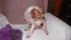 Small Photo #5 Jack Russell Terrier Puppy For Sale in AIKEN, SC, USA