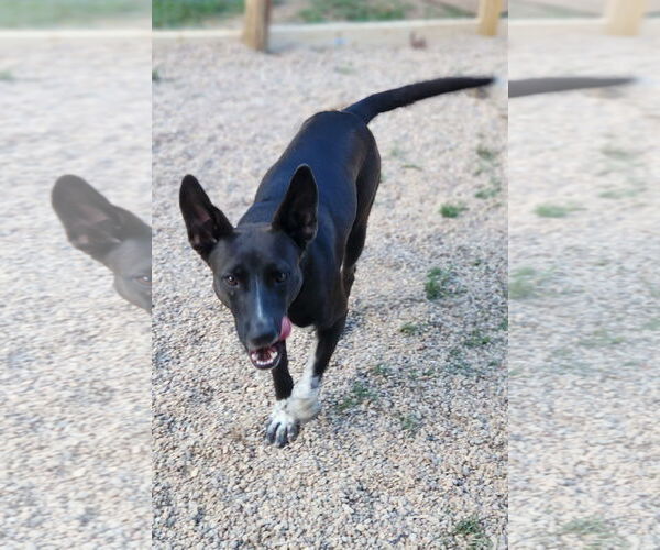 Medium Photo #2 Mutt Puppy For Sale in Shreveport, LA, USA