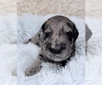 Small Photo #54 Goldendoodle Puppy For Sale in PIERSON, FL, USA