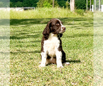 Small Photo #5 English Springer Spaniel Puppy For Sale in FITZGERALD, GA, USA