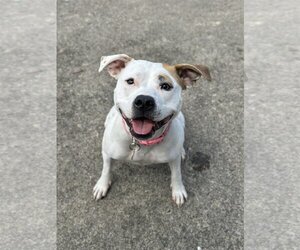 American Pit Bull Terrier-Unknown Mix Dogs for adoption in Rockaway, NJ, USA