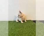 Small Photo #2 French Bulldog Puppy For Sale in LANCASTER, CA, USA