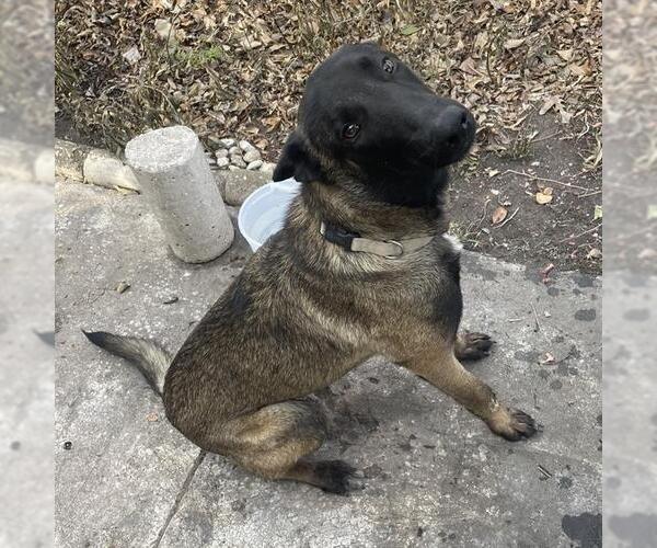 Medium Photo #1 Mutt Puppy For Sale in San Antonio, TX, USA