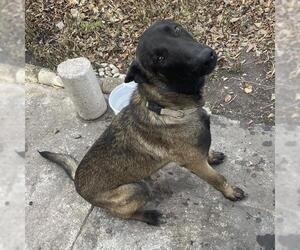 Mutt Dogs for adoption in San Antonio, TX, USA