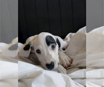 Small #2 Dalmatian