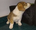 Small Photo #15 Border Collie-Pembroke Welsh Corgi Mix Puppy For Sale in CHILOQUIN, OR, USA