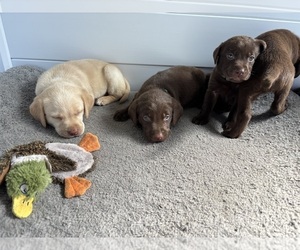 Labrador Retriever Puppy for sale in HOMOSASSA, FL, USA