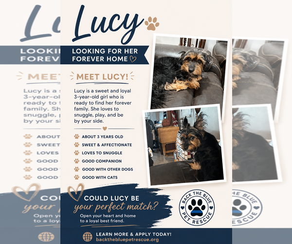 Medium Photo #1 Mutt Puppy For Sale in Queen Creek, AZ, USA