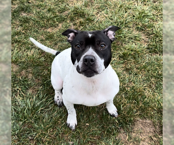 Medium Photo #4 American Pit Bull Terrier-Unknown Mix Puppy For Sale in Sistersville, WV, USA