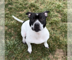 Small #3 American Pit Bull Terrier Mix