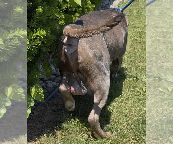 Medium Photo #3 Mutt Puppy For Sale in Clarkston, MI, USA