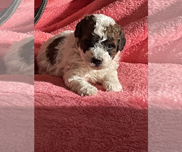 Medium Photo #1 Poodle (Toy) Puppy For Sale in MATTOON, IL, USA