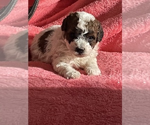 Medium Poodle (Toy)
